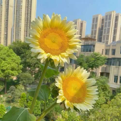 在网上的平台出端口维护不能出 操作办法(图)